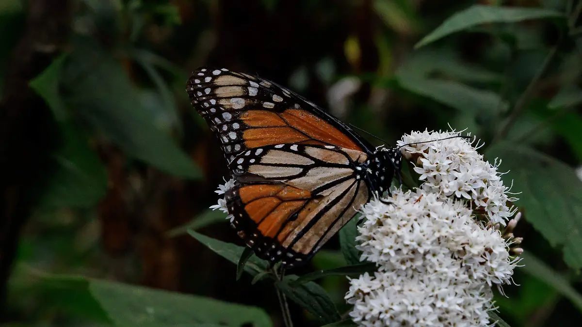 Mariposa Monarca